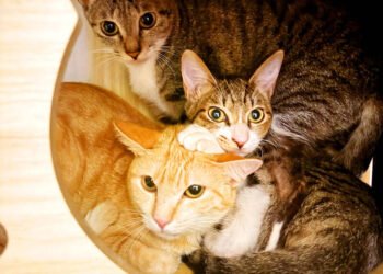 Pet cats outnumber pet dogs, survey shows