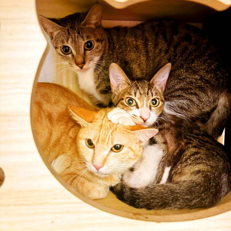 Pet cats outnumber pet dogs, survey shows
