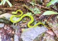 Large bamboo viper catch in Tainan puzzles bureau