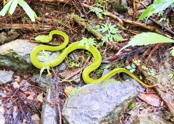 Large bamboo viper catch in Tainan puzzles bureau