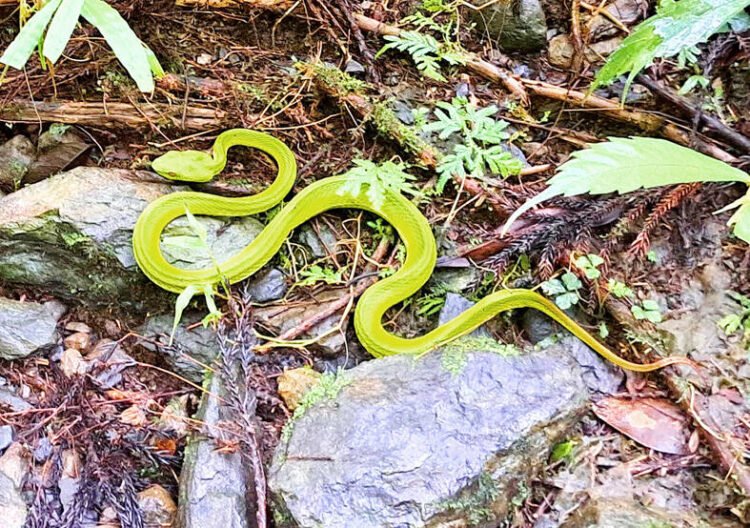 Large bamboo viper catch in Tainan puzzles bureau