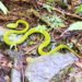 Large bamboo viper catch in Tainan puzzles bureau