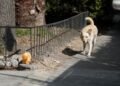 Controversy in Mexico over the sacrifice of more than 10,000 dogs