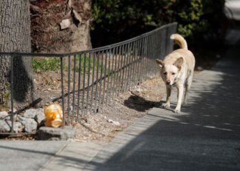 Controversy in Mexico over the sacrifice of more than 10,000 dogs