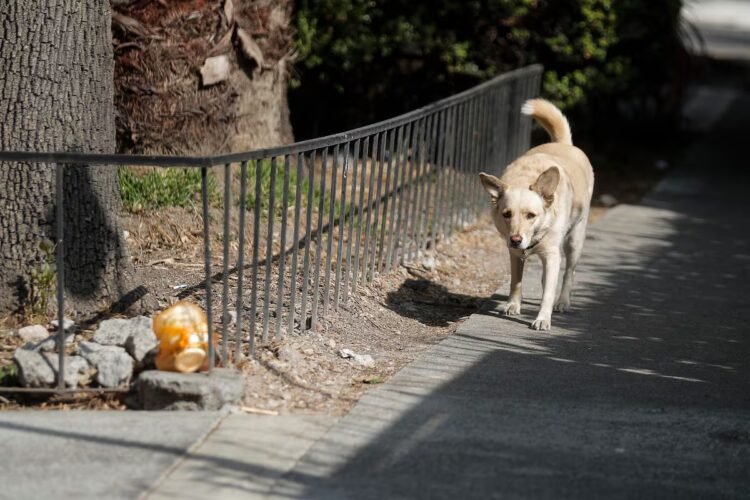 Controversy in Mexico over the sacrifice of more than 10,000 dogs