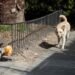 Controversy in Mexico over the sacrifice of more than 10,000 dogs