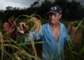 Producers rule out imports: ‘There is enough rice in the country’