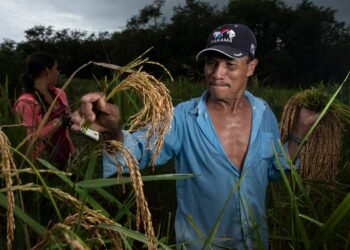 Producers rule out imports: ‘There is enough rice in the country’