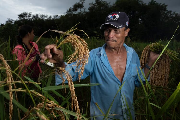 Producers rule out imports: ‘There is enough rice in the country’