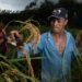 Producers rule out imports: ‘There is enough rice in the country’