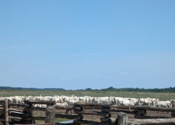 Hortobágy Spring Festival Returns with Traditional Herding Celebrations