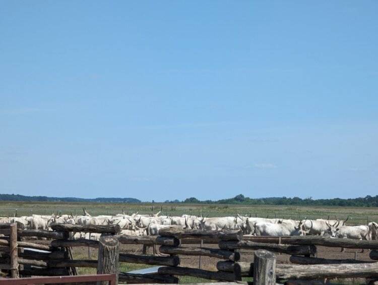 Hortobágy Spring Festival Returns with Traditional Herding Celebrations