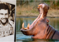 On a whim of Pablo Escobar: The reason why Colombia will sacrifice almost 80 hippos