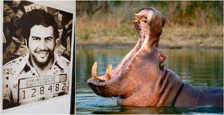 On a whim of Pablo Escobar: The reason why Colombia will sacrifice almost 80 hippos