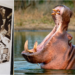 On a whim of Pablo Escobar: The reason why Colombia will sacrifice almost 80 hippos