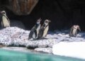 Humboldt penguins are born at La Aurora Zoo: Nancy and Campito are introduced
