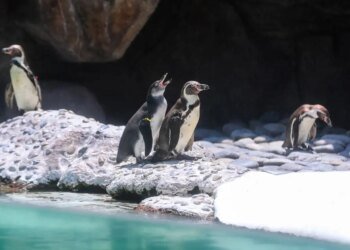 Humboldt penguins are born at La Aurora Zoo: Nancy and Campito are introduced