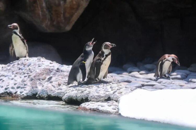 Humboldt penguins are born at La Aurora Zoo: Nancy and Campito are introduced