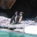 Humboldt penguins are born at La Aurora Zoo: Nancy and Campito are introduced