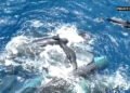 Whale births and killings – iWitness News