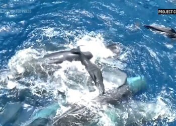 Whale births and killings – iWitness News