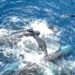 Whale births and killings – iWitness News