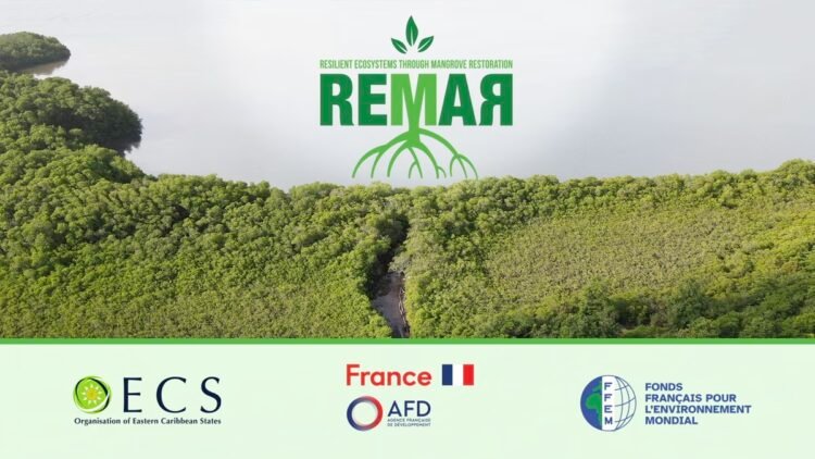 REMAR project launched to restore OECS mangroves