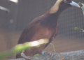 Disgraceful neglect of PNG’s birds of paradise