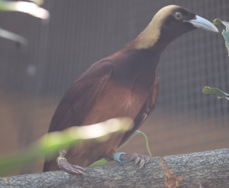 Disgraceful neglect of PNG’s birds of paradise