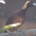 Disgraceful neglect of PNG’s birds of paradise