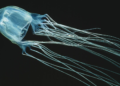 Health alert issued as dangerous box jellyfish sightings raise concern