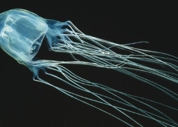 Health alert issued as dangerous box jellyfish sightings raise concern