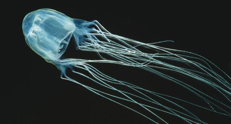 Health alert issued as dangerous box jellyfish sightings raise concern