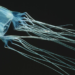 Health alert issued as dangerous box jellyfish sightings raise concern