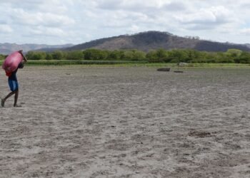 “Superboy” phenomenon threatens Nicaraguan agriculture