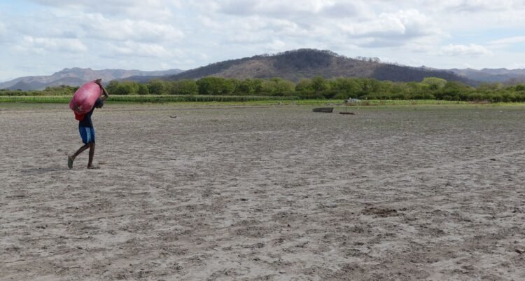 “Superboy” phenomenon threatens Nicaraguan agriculture
