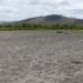 “Superboy” phenomenon threatens Nicaraguan agriculture