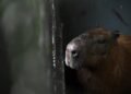 Capybara is attacked in Brazil and remains in delicate condition: six adults arrested and two minors involved