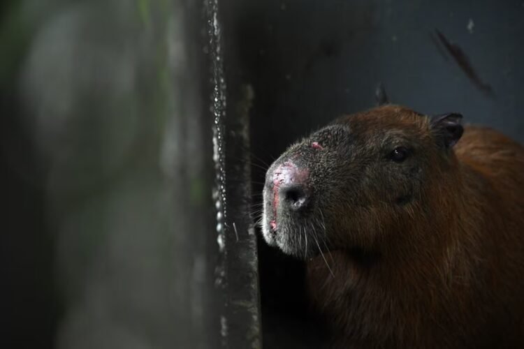 Capybara is attacked in Brazil and remains in delicate condition: six adults arrested and two minors involved