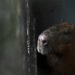 Capybara is attacked in Brazil and remains in delicate condition: six adults arrested and two minors involved