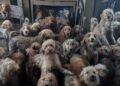The 250 dogs crammed into a small house in England and their recovery after being rescued