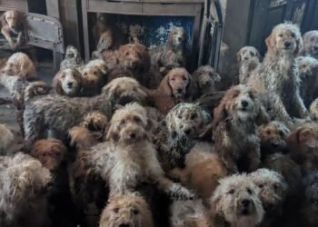 The 250 dogs crammed into a small house in England and their recovery after being rescued