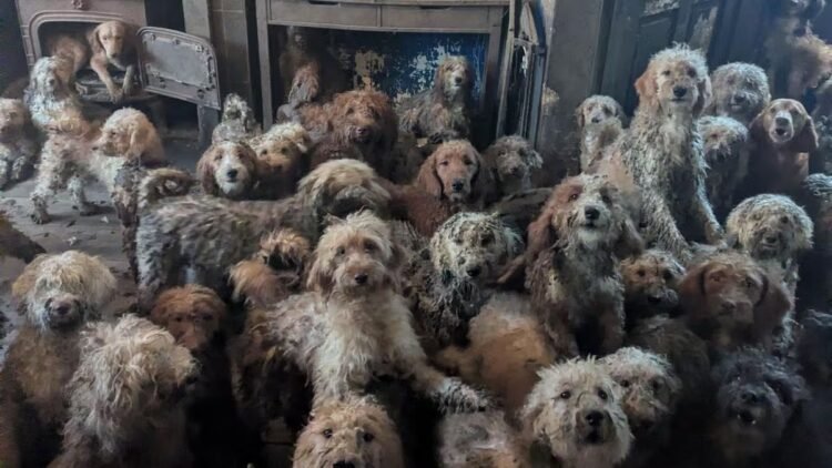The 250 dogs crammed into a small house in England and their recovery after being rescued