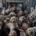The 250 dogs crammed into a small house in England and their recovery after being rescued