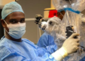 Foreign patient undergoes successful brain surgery in Saint Lucia
