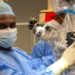 Foreign patient undergoes successful brain surgery in Saint Lucia