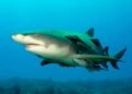 Coiba reveals a cradle of sharks and opens a new page for Panamanian science