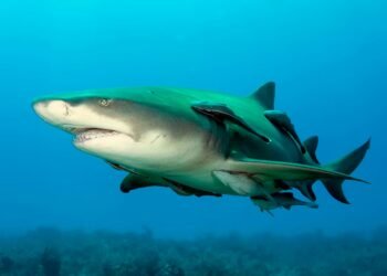 Coiba reveals a cradle of sharks and opens a new page for Panamanian science