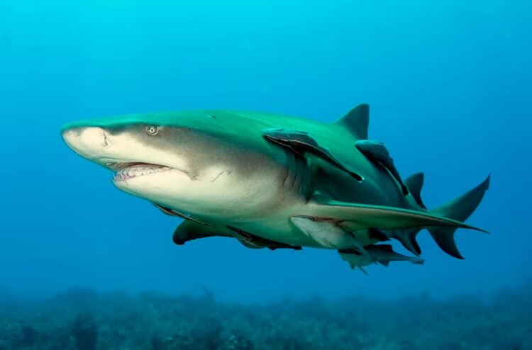 Coiba reveals a cradle of sharks and opens a new page for Panamanian science