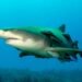 Coiba reveals a cradle of sharks and opens a new page for Panamanian science